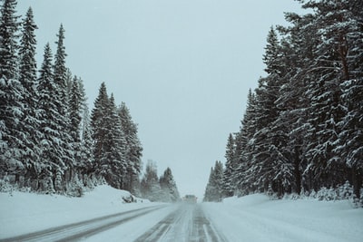 松树和路雪覆盖着白天
